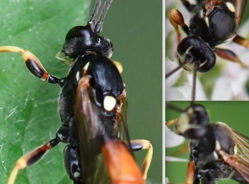Réf. 286 199 : Ichneumon sp.